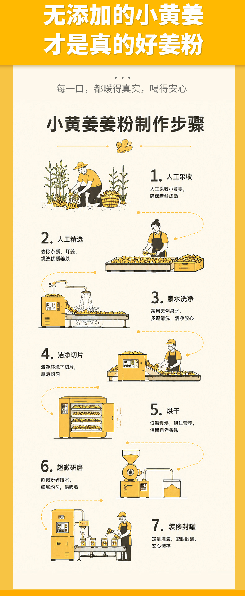 晒萃 云顶小黄姜 产品展示图 7