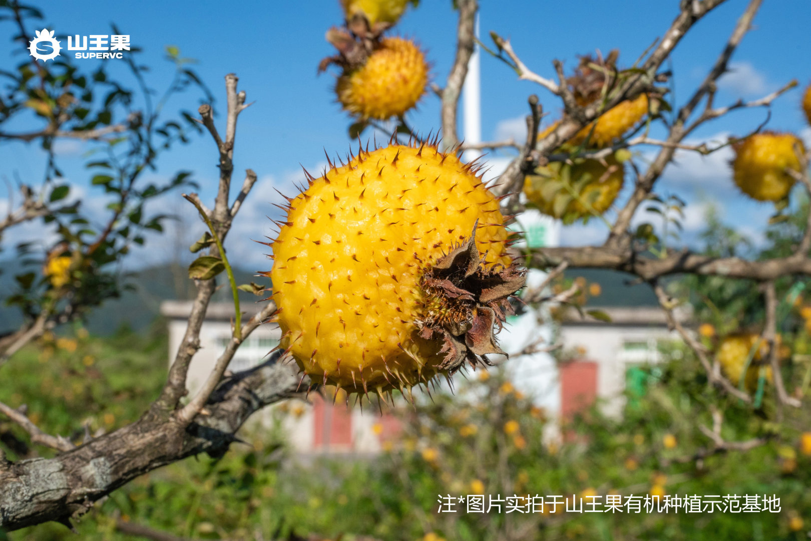 刺梨果