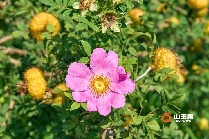 刺梨花和刺梨果